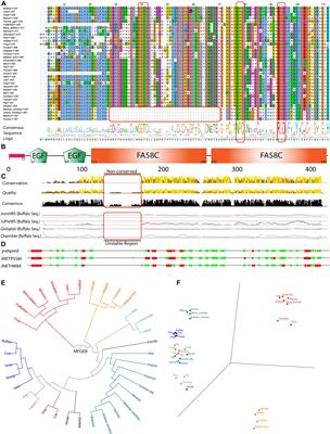 Transcriptional Repression of MFG-E8 Causes Disturbance in the Homeostasis of Cell Cycle Through DOCK/ZP4/STAT Signaling in Buffalo Mammary Epithelial Cells